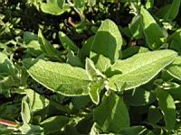 Cistus creticus subsp Creticus (fam Cistacees) (Europe meridionale, Afr. du nord-ouest) (4) (Photo F. Mrugala)